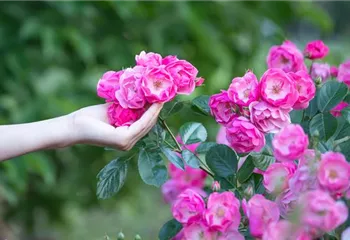 Die Rose – Wellness und Schönheit in einem