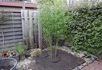 Bambus - Einpflanzen im Garten