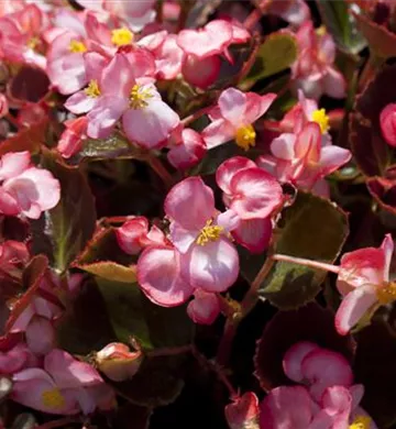 Begonia semperflorens