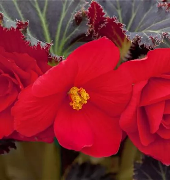 Begonia x tuberhybrida