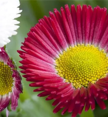 Bellis perennis