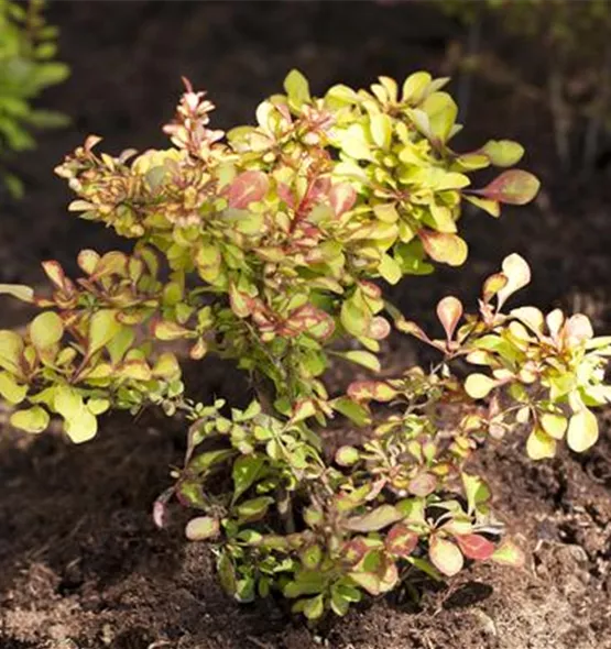 Berberis thunbergii