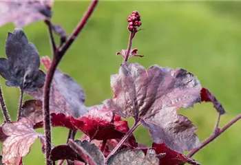 Silberglöckchen - Einpflanzen im Garten