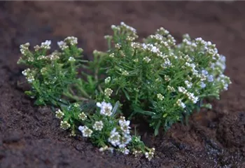 Schleifenblume - Einpflanzen im Garten