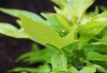 Zier Süßkartoffel - Einpflanzen im Garten