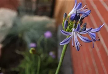 Afrikanische Schmucklilie - Einpflanzen im Garten