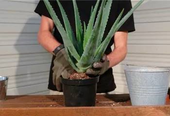 Aloe Vera - Umtopfen