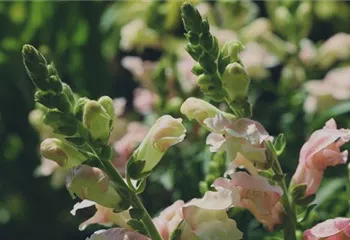 Löwenmaul - Einpflanzen im Garten