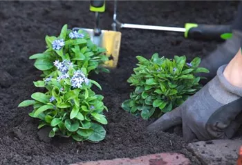 Vergissmeinnicht - Einpflanzen im Garten