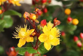 Johanniskraut - Einpflanzen im Garten