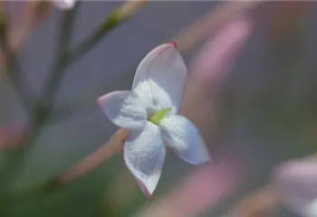 Zimmerjasmin - Einpflanzen in ein Gefäß