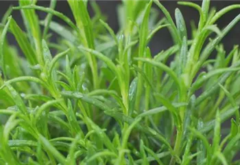 Lavendel - Einpflanzen im Garten