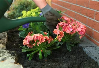 Gewöhnliche Bitterwurz - Einpflanzen im Garten