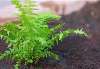 Becherfarn - Einpflanzen im Garten