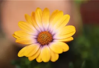 Kapkörbchen - Einpflanzen in den Garten