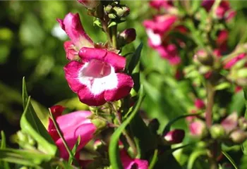 Bartfaden - Einpflanzen im Garten