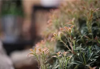 Japanisches Schattenglöckchen - Einpflanzen im Garten