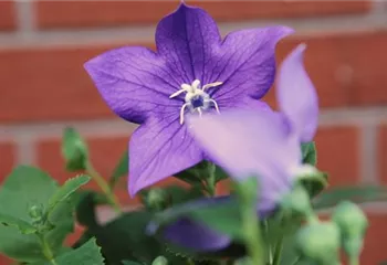 Ballonblume- Einpflanzen im Garten