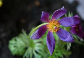 Küchenschelle - Einpflanzen im Garten