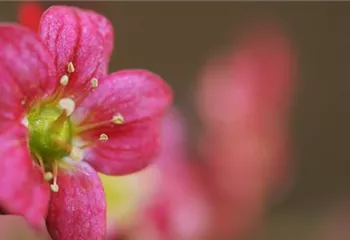 Moossteinbrech - Einpflanzen im Garten