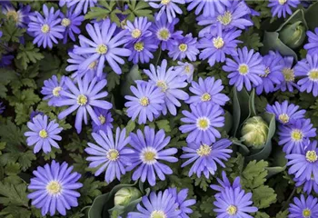 Anemonen – zarte Windröschen im Garten