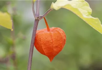 Exotische Früchte gedeihen auch im eigenen Garten