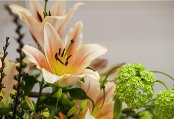 Lilien – Königinnen im Garten