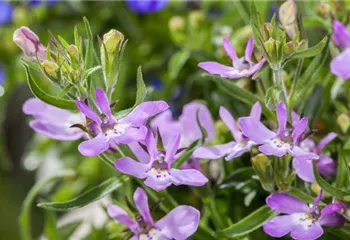 Männertreu – eine gefährliche Sommerliebe mit besonderen Blüten