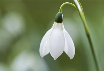 Schneeglöckchen pflanzen – Frühlingsboten im Garten