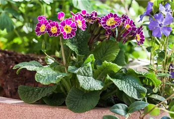 Tolle Frühblüher starten bunt ins Gartenjahr