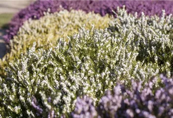 Der Heidegarten: Erholung und Idylle für Zuhause