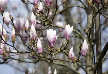 Die Magnolie – Blütenzauber im Frühling