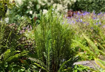 Feuchtzonen im Garten