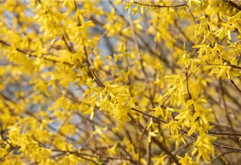 Forsythie – der goldene Frühlingsbote