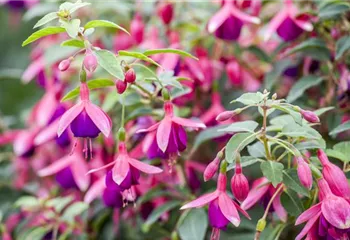 Fuchsien als Blickfang