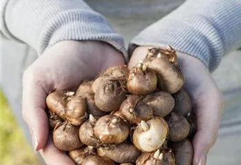 Keine Angst im Dunkeln – Blumenzwiebeln überwintern