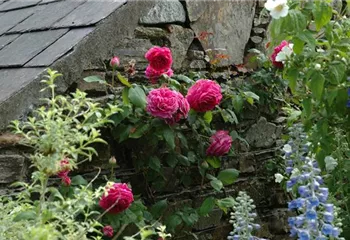 Rosenpflege – pflanzen, schneiden, düngen