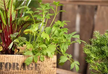 Mit Urban Gardening vom Balkon zur Kräuter-Oase