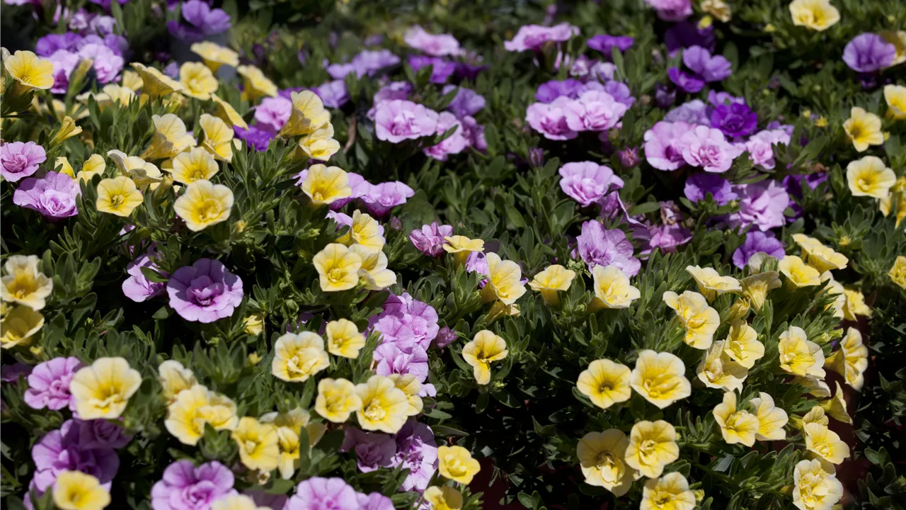 Farbe bekennen macht im Garten richtig Spaß!