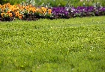 Für jeden Garten den richtigen Rasen