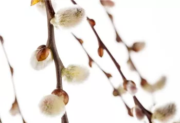 Einen Sichtschutz oder Gartenbegrenzung mit Weiden ziehen