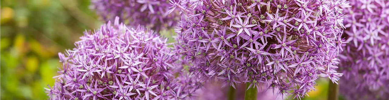 Allium – eleganter Zierlauch