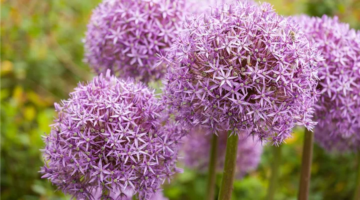 Allium – eleganter Zierlauch