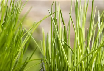 Kräuter schmücken jeden Garten