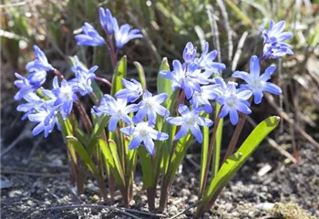 Blumenzwiebeln im Steingarten – So gelingt die Farbenpracht