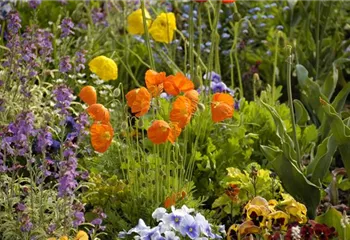 Mohn: Blütenzauber und Eleganz