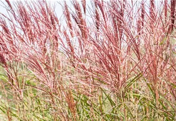 Ziergräser im Garten sind vielfältig einsetzbar 