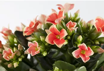 Die Kalanchoe - unsterbliche Schönheit