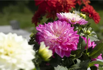 Farbe auf dem Balkon – Blumenzwiebeln für den Sommer