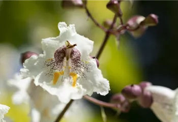 Exoten sorgen für besondere Hingucker im Garten